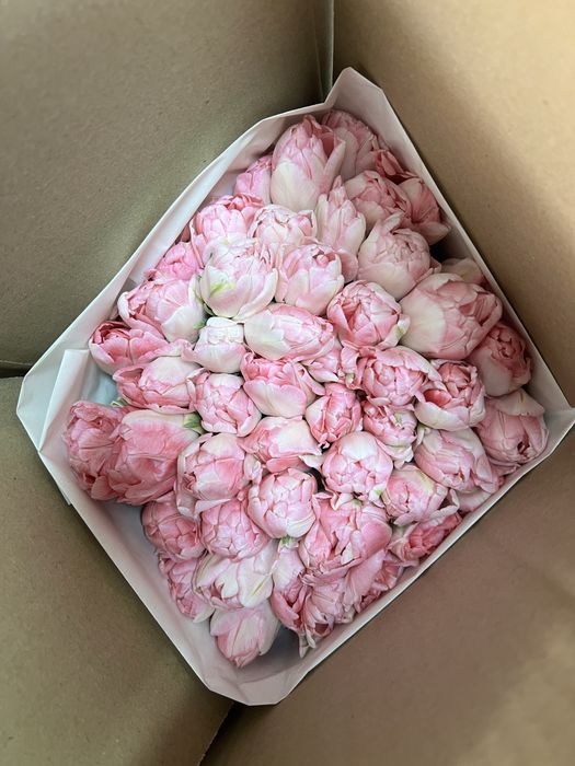 Тюльпаны по 300 тенге