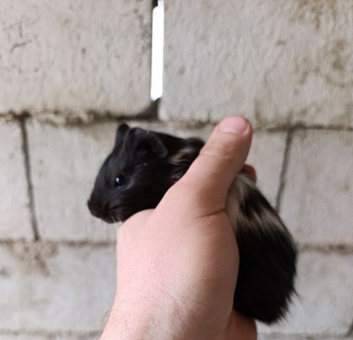 Продаются морские свинки