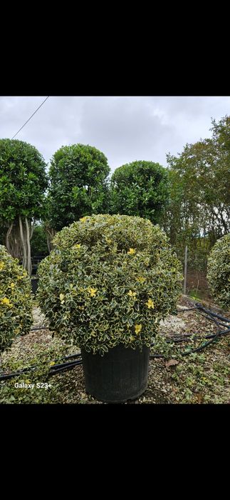 Vând ilex globular