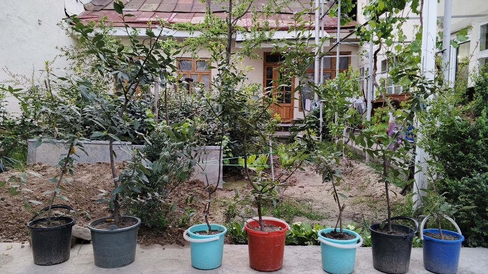 Лавровый лист Lavr bargi Лавр барги