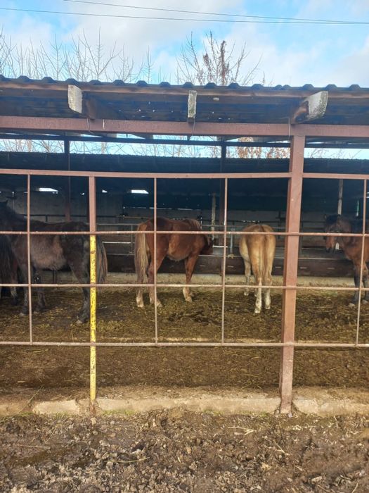 Отборный жылкылар сатылады.