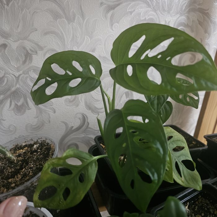 Продам Монстру Манки