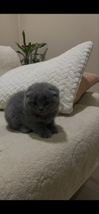 Британска късокосместа/ Шотландска клепоуха