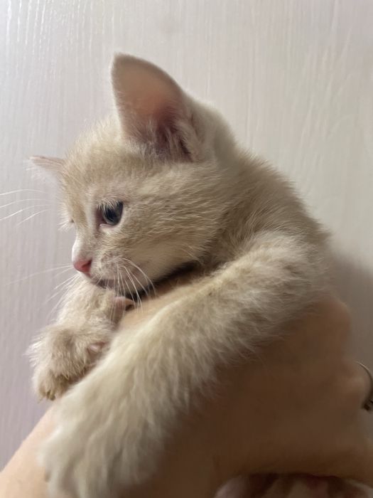 Отдам котят в хорошие руки.