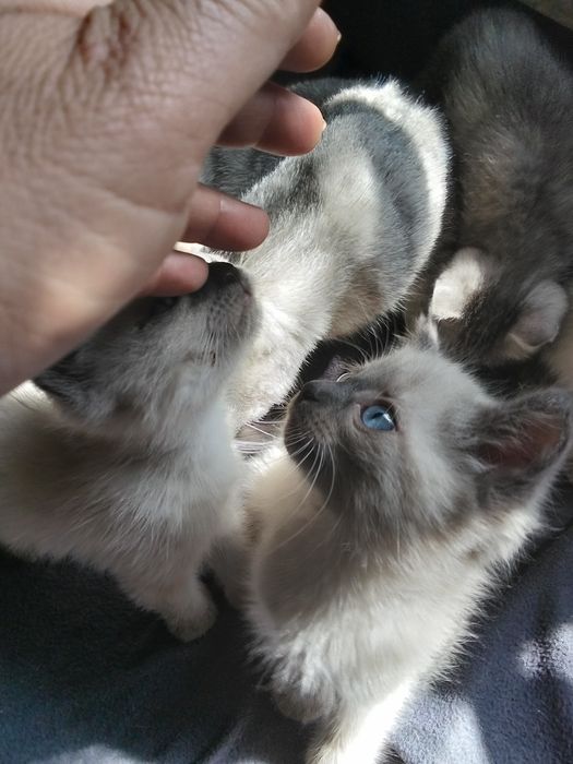 Продам котят  1000