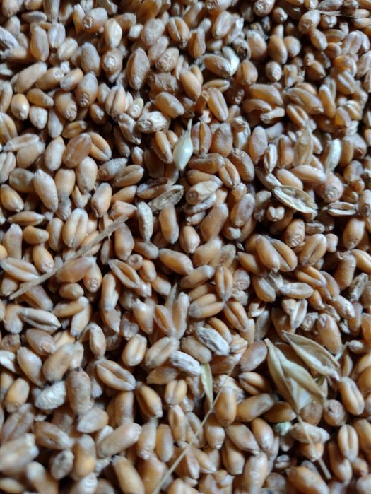 Vând porumb și grâu