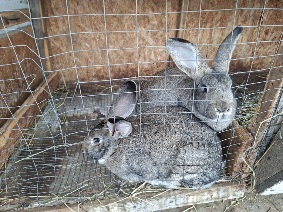 Продам кролик домашних