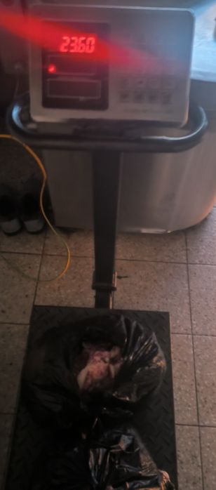 Itka  xoʻrozga til dam geran chiqadigan athoʻt piwkani  goʻw