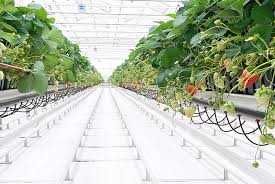 Folie agrotextil alb 100 gr/mp