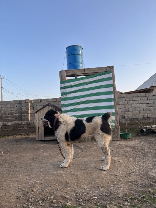 Готовый боец сатылады