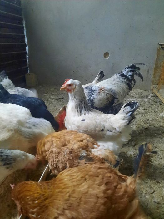 Тауық пен әтеш сатамын