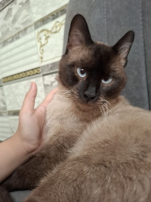 Отдам кота в добрые руки