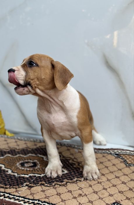Amstaff rasa pura !