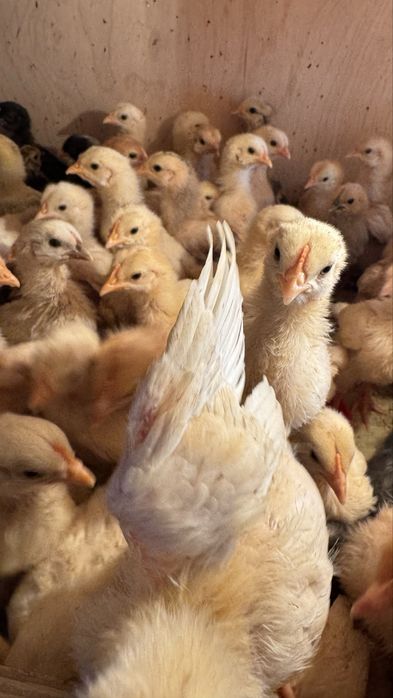 Цыплята две недели