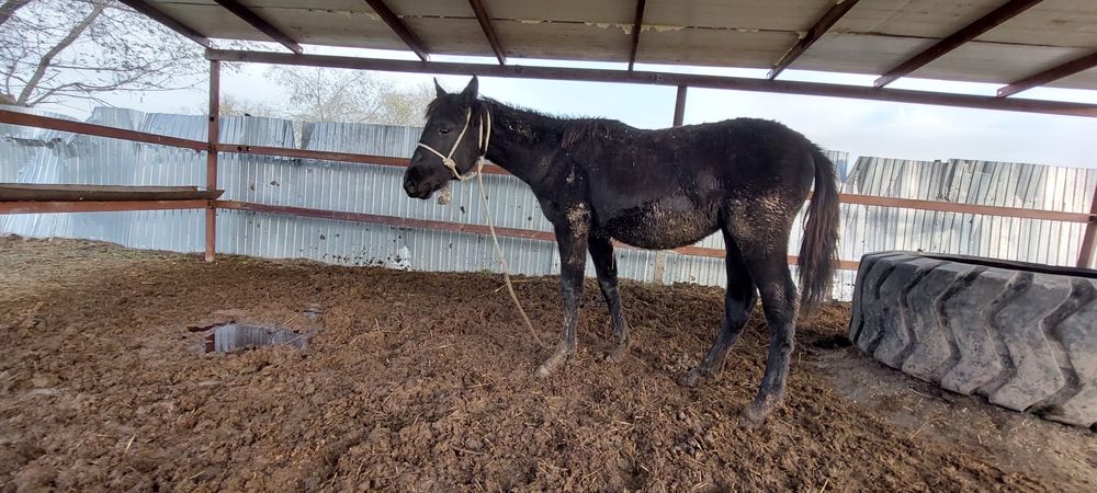 Продажа жерибёнка