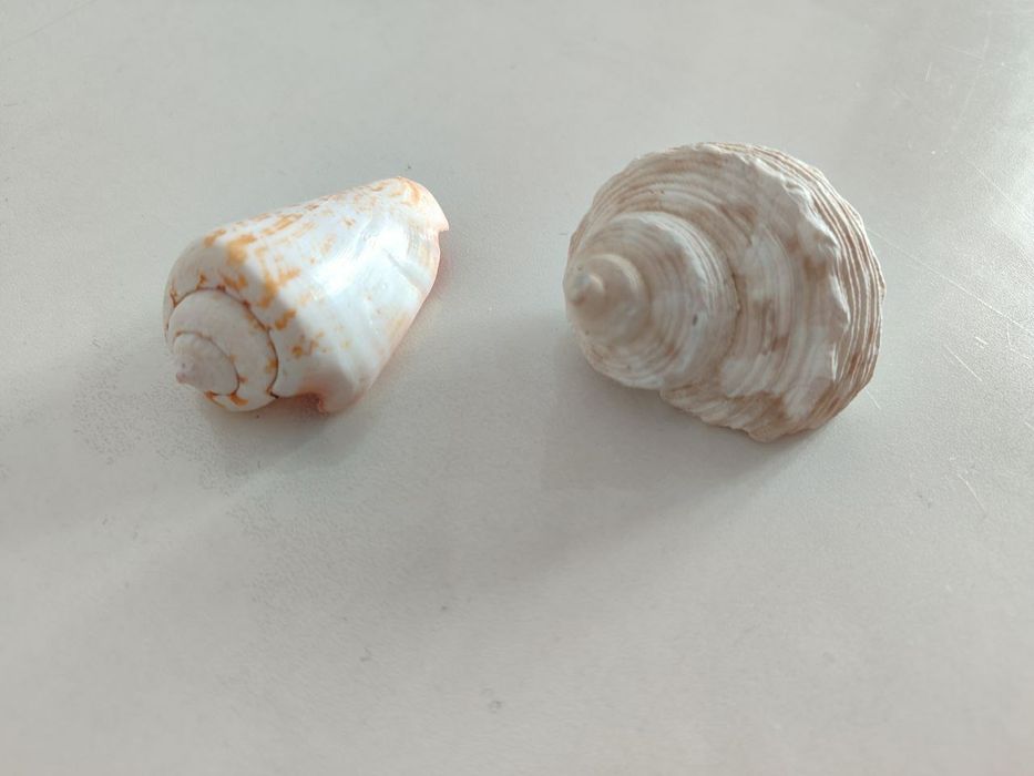 Ракушки для аквариума