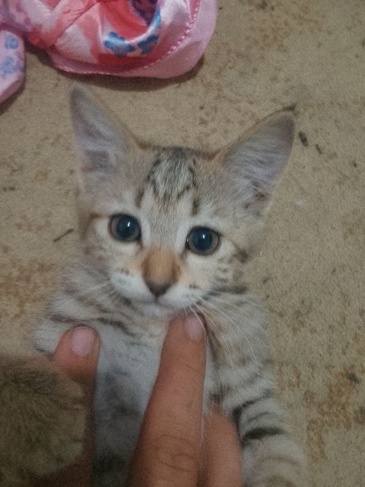 4 котенка в добрые руки
