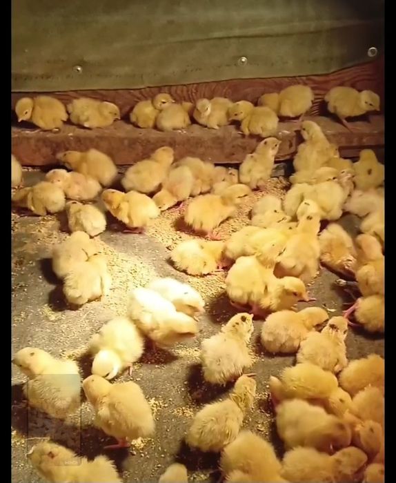 Бедана жожалари Техас гигант