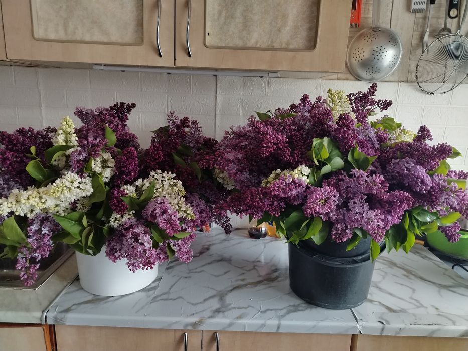 Свежий завоз 3000 б