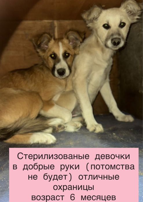 Стерелизованных обачек в добрые руки