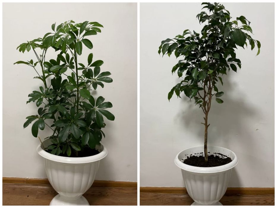 Комнатные растения