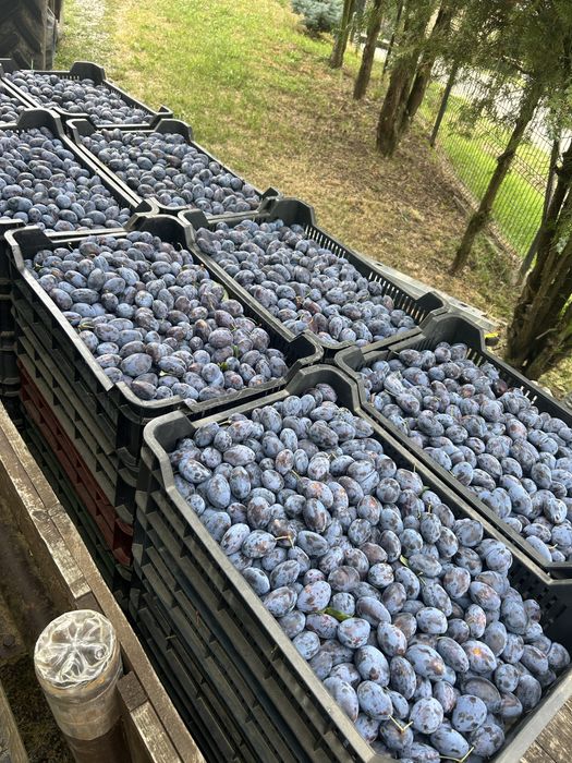 Prune Stanley de vânzare