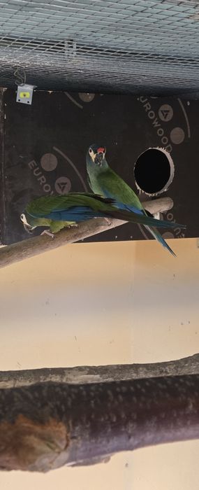 Vand papagal ara maracana,pereche reproducatoare