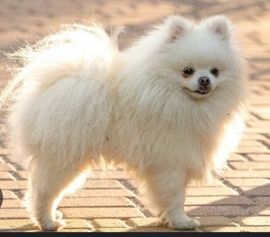 Зооняня для собак и кошек