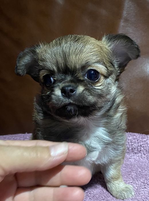 Щенок чихуахуа. Девочка