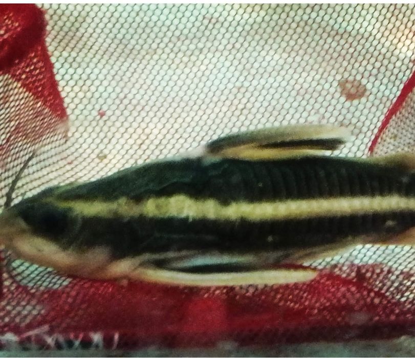 Продавам два  голями  сома  Платидоруси, Синудонтуси