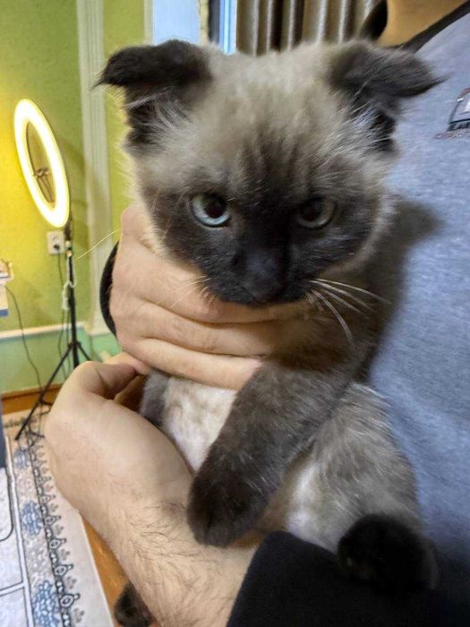 Котенок метис сиамской и скотиш фолд породы