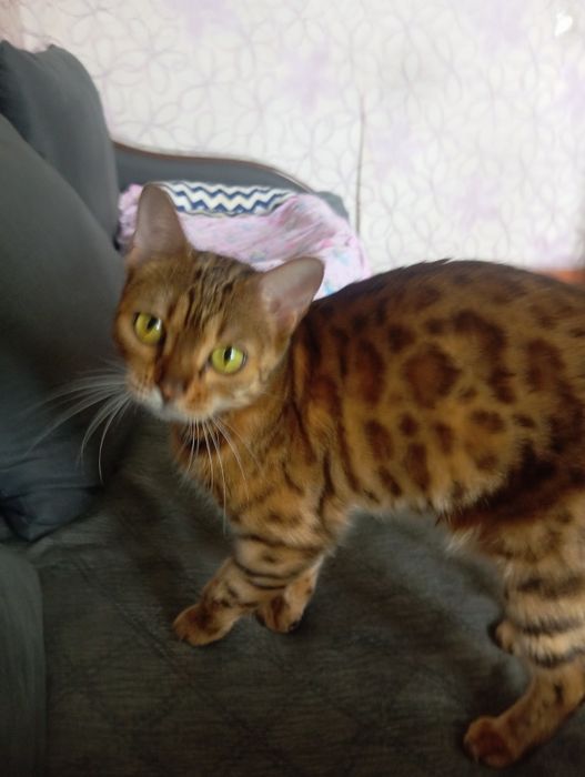 Продам бенгальская кошка