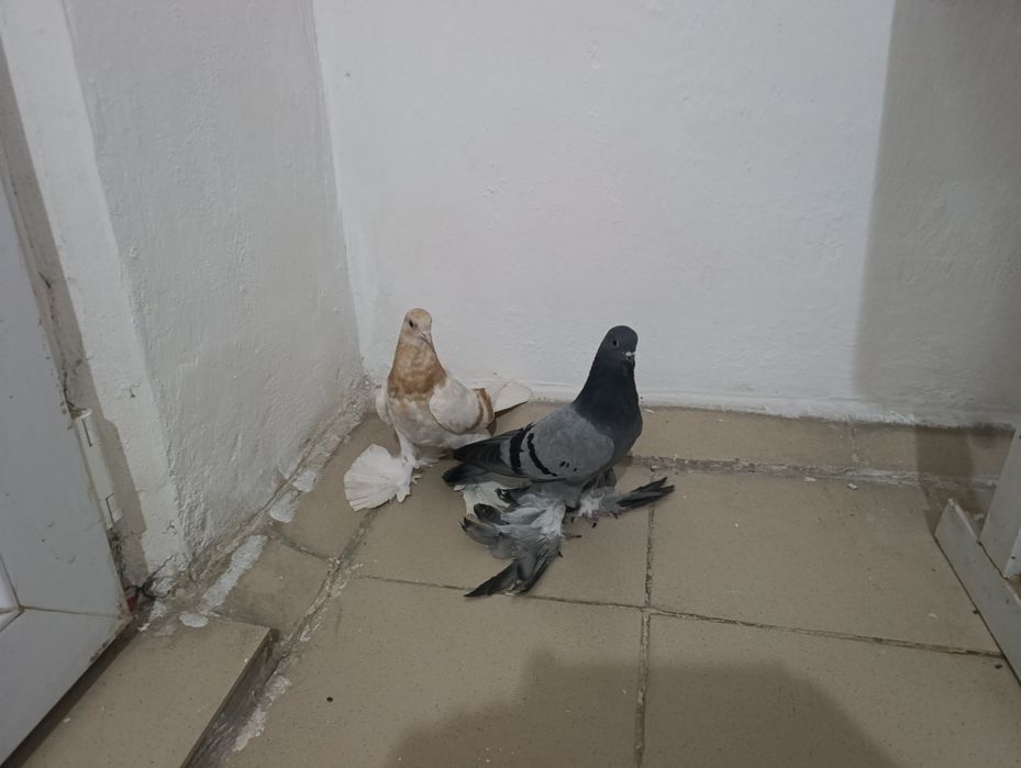 Голубей гребля тяга