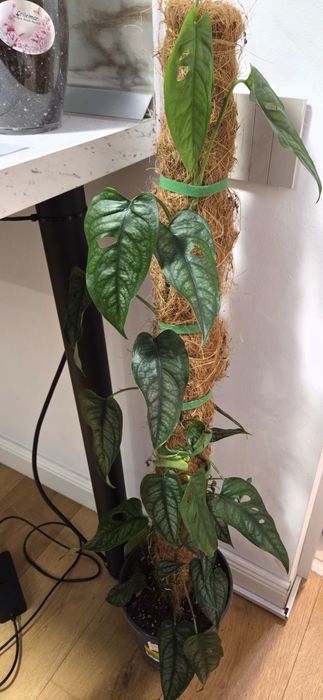 Monstera Dubia, siltepecana Alocasia