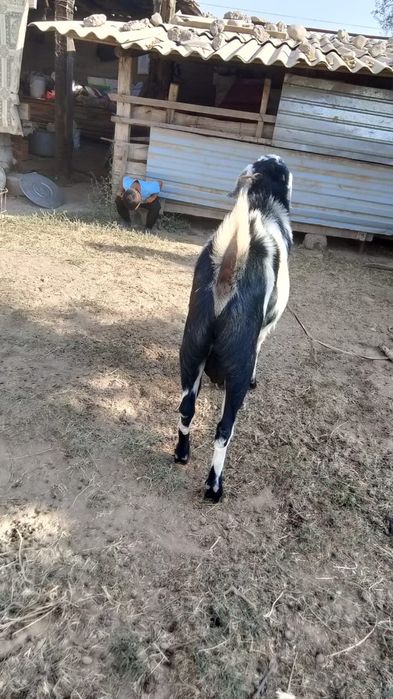 Козёл пародистый