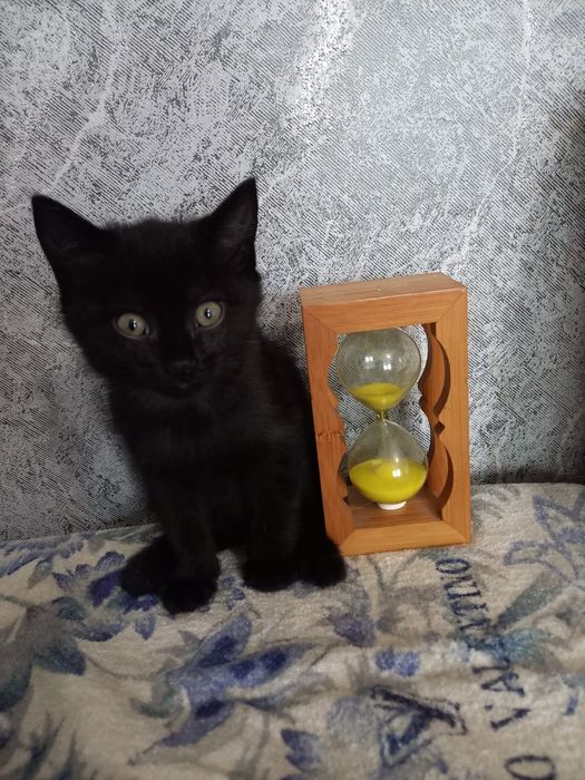 Отдам котят 1.5 месяца