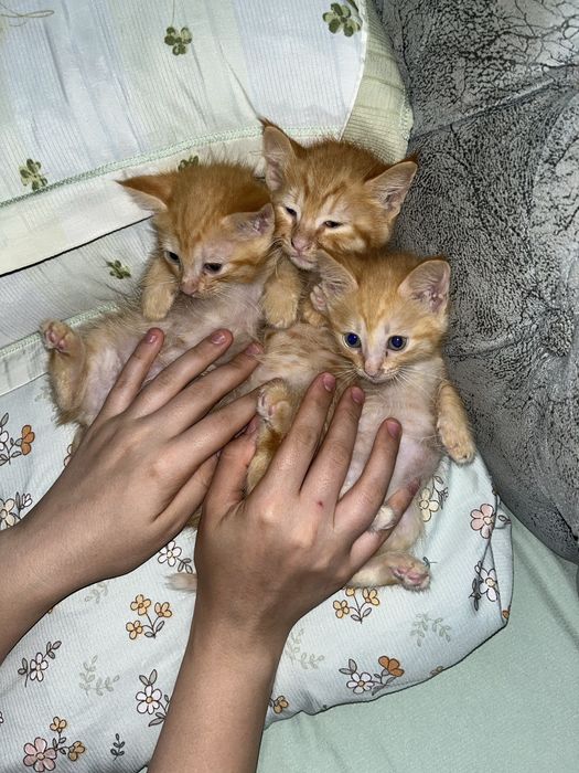Отдам котяток в доьрые руки