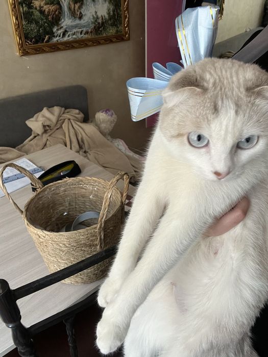 Ласковая кошка ищет себя хозяина