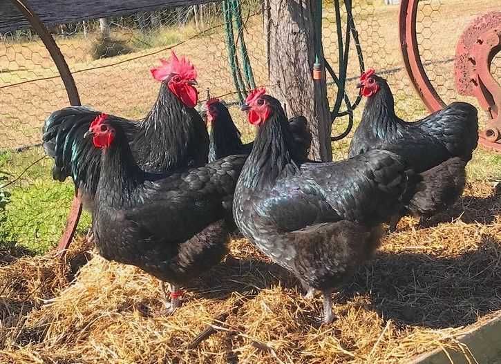 Pui gaina varsta 4 saptamani