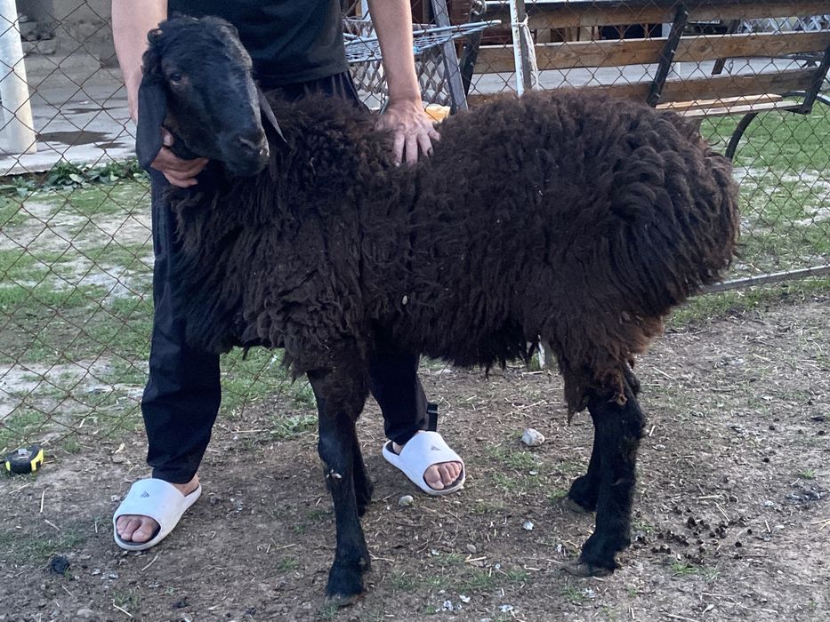 Пародистый қошқар ұрықтыққа