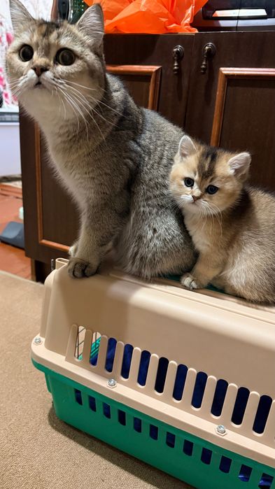 Британские котята