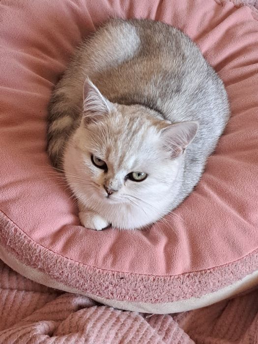 Шотландско котенце