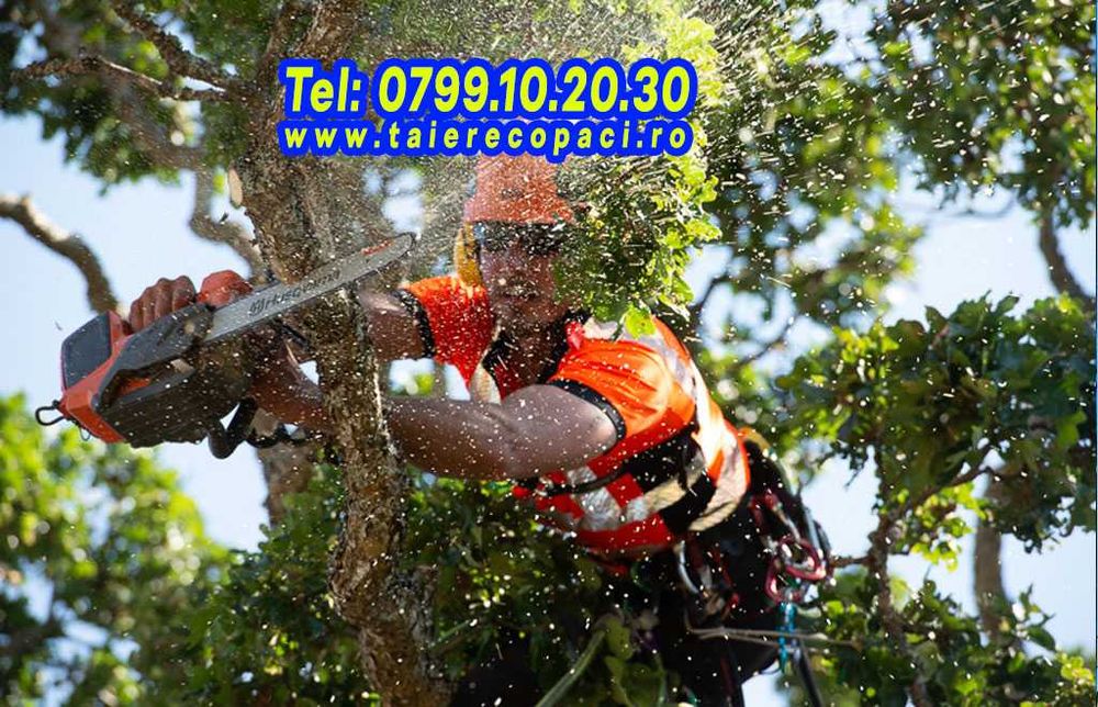 Taiere copaci, toaletare Ilfov, brad, nuc, tei, cires plop evacuare
