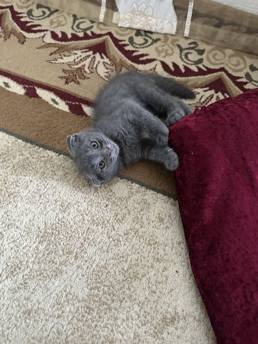 Продаются породистые котята!