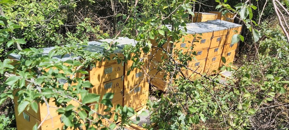 Vînd 50 familii de albine