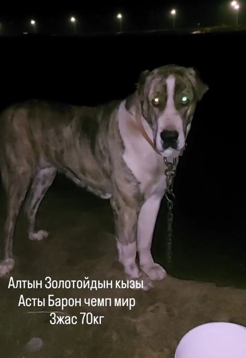 Тобет, Алабай, Сао