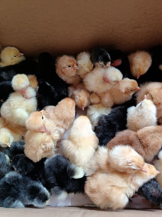 Продаются суточные цыплята