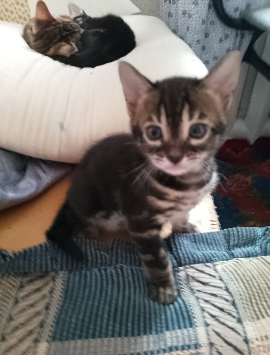 Бенгальские котята