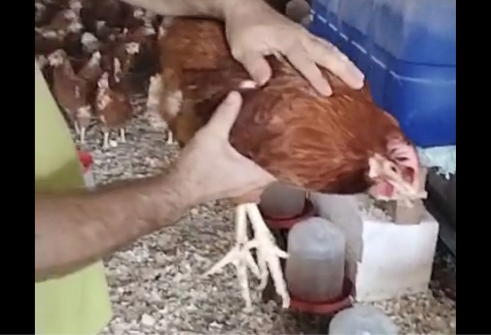 Vindem gaini / puicute  rosi  de ouat