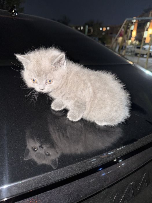 Скотиш фолд сотилади 1,5 ойлик огил болла